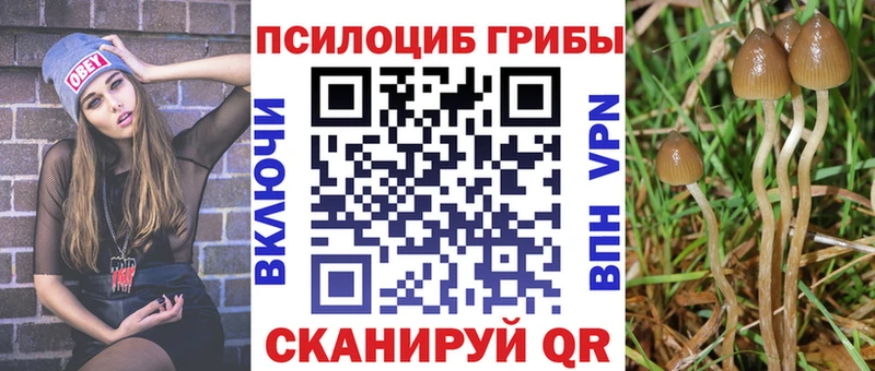 Галлюциногенные грибы Psilocybine cubensis  Купить закладки  Кяхта 